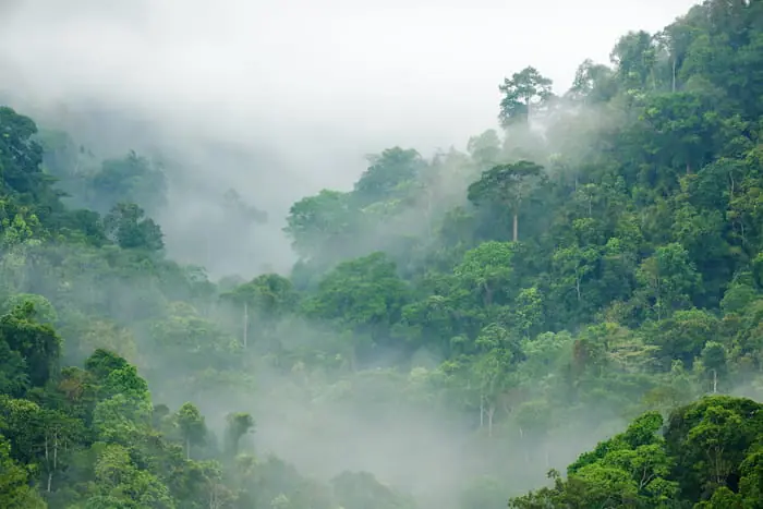 Fototapeta Rainforest Morning Fog Kup online