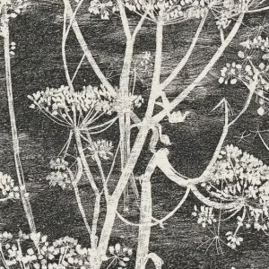 Tylko do końca tygodnia Tapeta ścienna barszcz kwiaty Cow Parsley 66/7046 Cole & Son