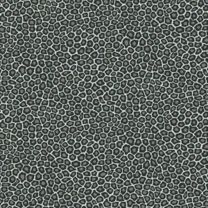 Obniżka ceny Tapeta ścienna w centki Ardmore 109/6031 Cole & Son