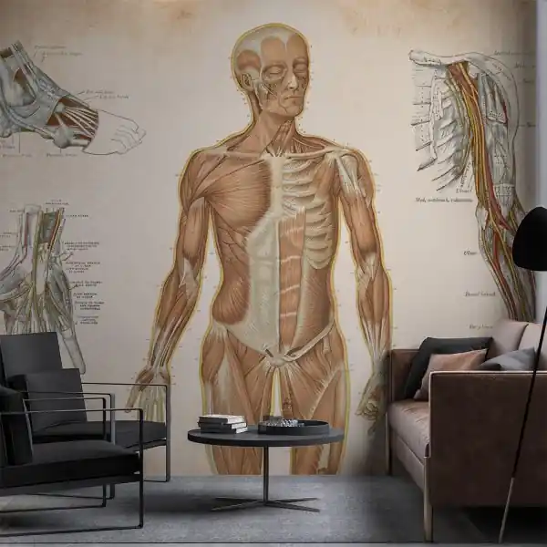 Tapeta na ścianę - Anatomy Study Łatwy zwrot