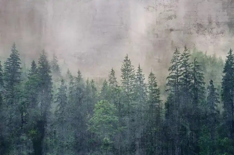 FotoTAPETA na flizelinie MS-5-0353 Abstrakcyjny las 375 x 250 cm Szybka wysyłka