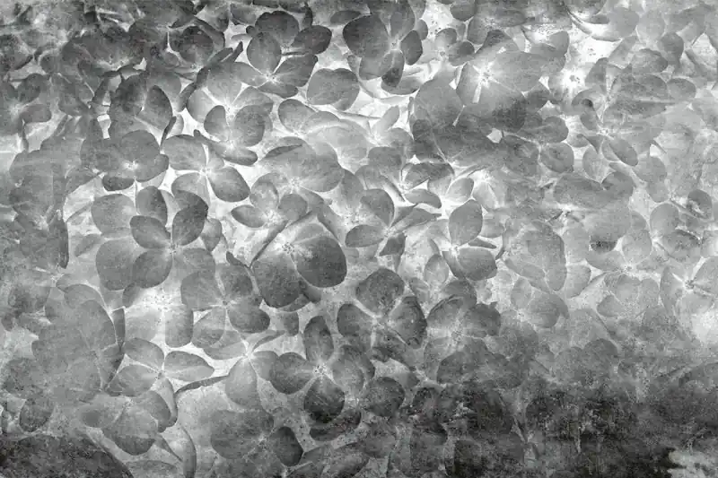 Szybka dostawa FotoTAPETA na flizelinie MS-5-0355 Abstrakcyjne kwiaty jabłoni 375 x 250 cm