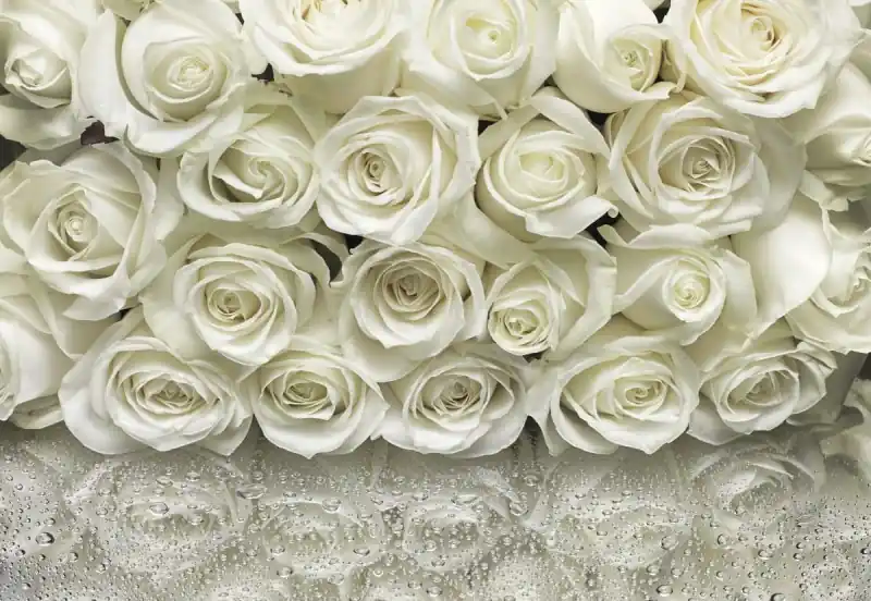 Zniżka FOTOTAPETA 8-314 A La Rose