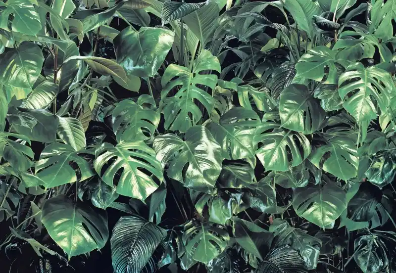 Sprawdź teraz FotoTAPETA 8-333 VERDURE MONSTERA
