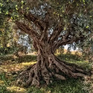 Nowość FotoTAPETA 8-531 Olive Tree
