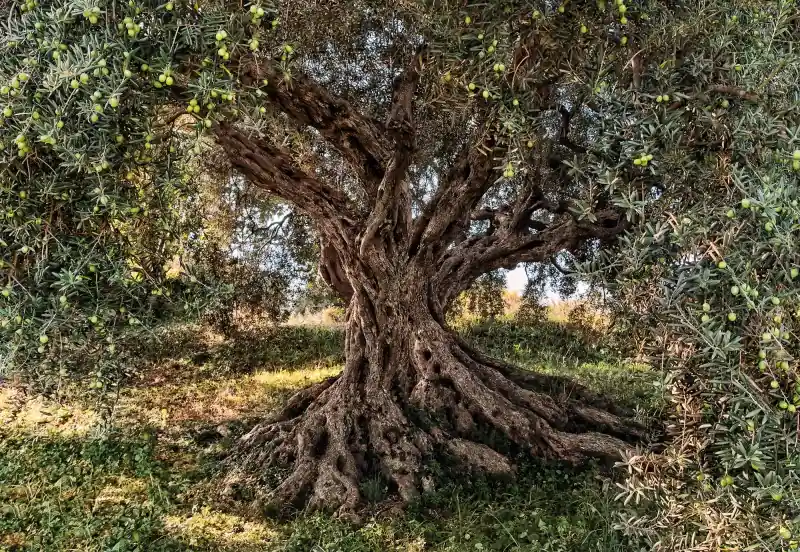 Nowość FotoTAPETA 8-531 Olive Tree