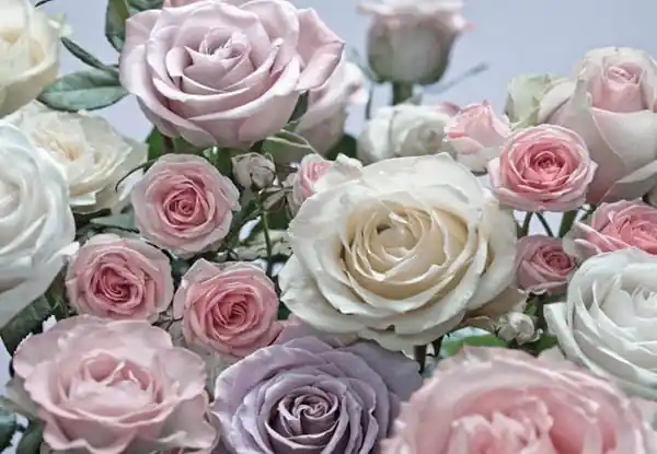 Premium FotoTAPETA 8-736 Floraison