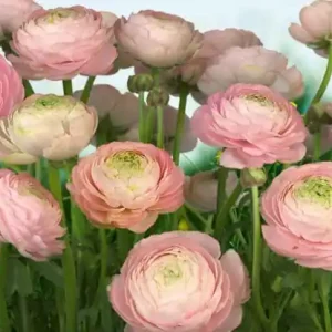 FotoTAPETA 8-894 Gentle Rosé Sprawdź teraz