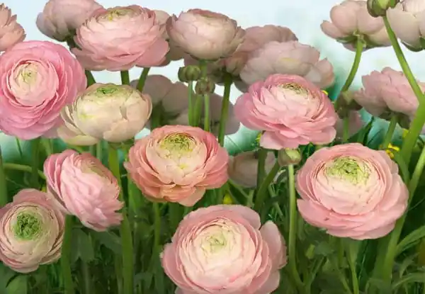 FotoTAPETA 8-894 Gentle Rosé Sprawdź teraz