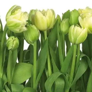 FotoTAPETA 8-900 Tulips Kup online