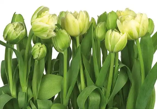 FotoTAPETA 8-900 Tulips Kup online