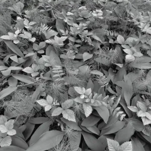 FotoTAPETA 8-914 Forest Floor Popularny