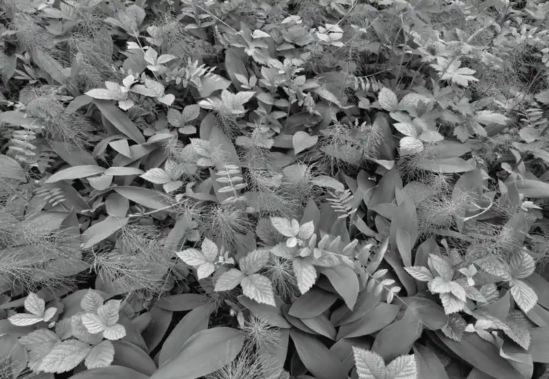 FotoTAPETA 8-914 Forest Floor Popularny