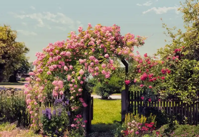FotoTAPETA 8-936 Rose Garden Kup teraz