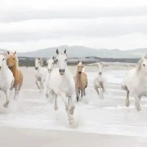Ostatnia szansa FotoTAPETA 8-986 White Horses