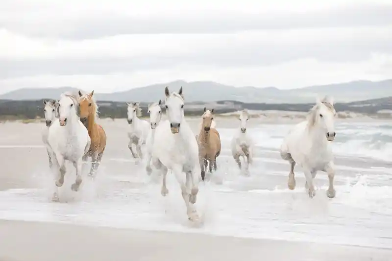 Ostatnia szansa FotoTAPETA 8-986 White Horses
