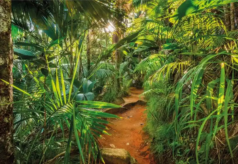 FotoTAPETA 8-989 Jungle Trail Oferta limitowana
