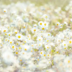 FotoTAPETA 8-994 Daisies Wysoka jakość