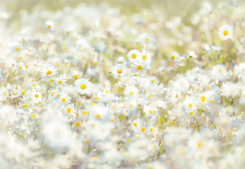 FotoTAPETA 8-994 Daisies Wysoka jakość