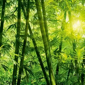 Zniżka FotoTAPETA flizelinowa 5403-8 Bamboo Forest