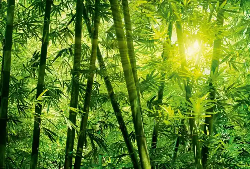 Zniżka FotoTAPETA flizelinowa 5403-8 Bamboo Forest