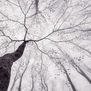 Super okazja FotoTAPETA flizelinowa 5413-8 Inside the Trees