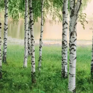 FotoTAPETA flizelinowa 5424-8 Nordic Forest Premium