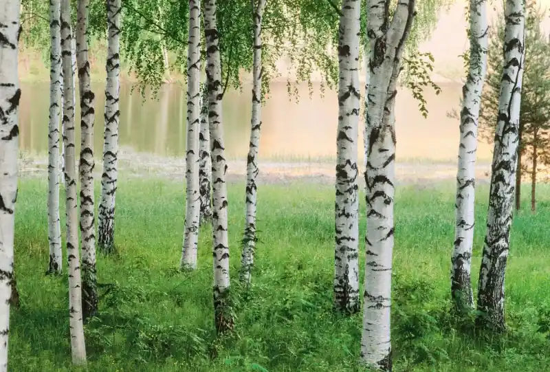 FotoTAPETA flizelinowa 5424-8 Nordic Forest Premium