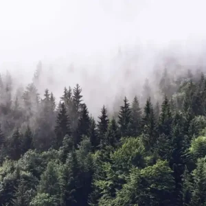 FotoTAPETA flizelinowa 5433-8 Foggy Forest las we mgle Niska cena