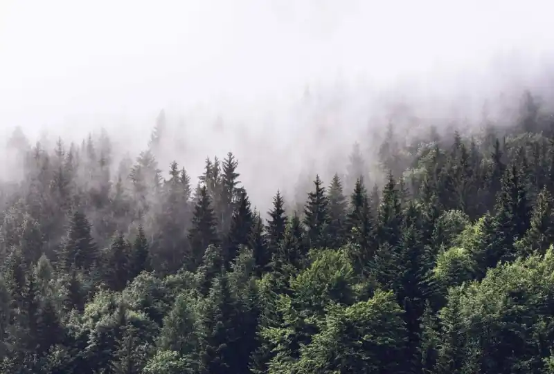 FotoTAPETA flizelinowa 5433-8 Foggy Forest las we mgle Niska cena
