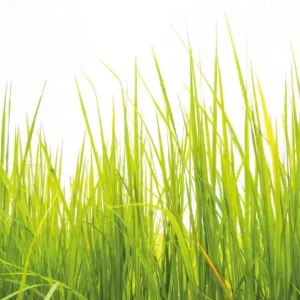 FotoTAPETA flizelinowa 5447-8 High Grass Tani
