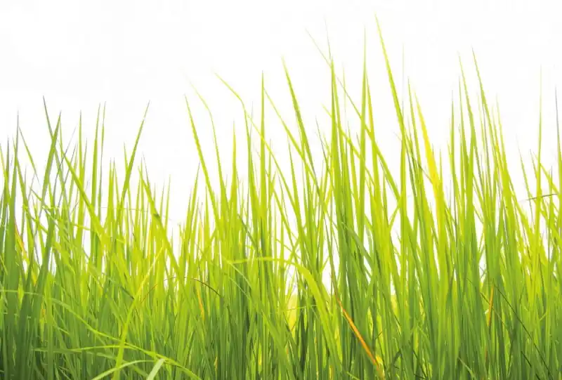 FotoTAPETA flizelinowa 5447-8 High Grass Tani