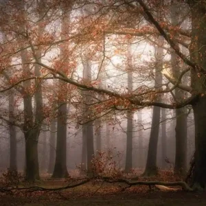 FotoTAPETA flizelinowa 5450-8 Misty Autumn Forest Taniej