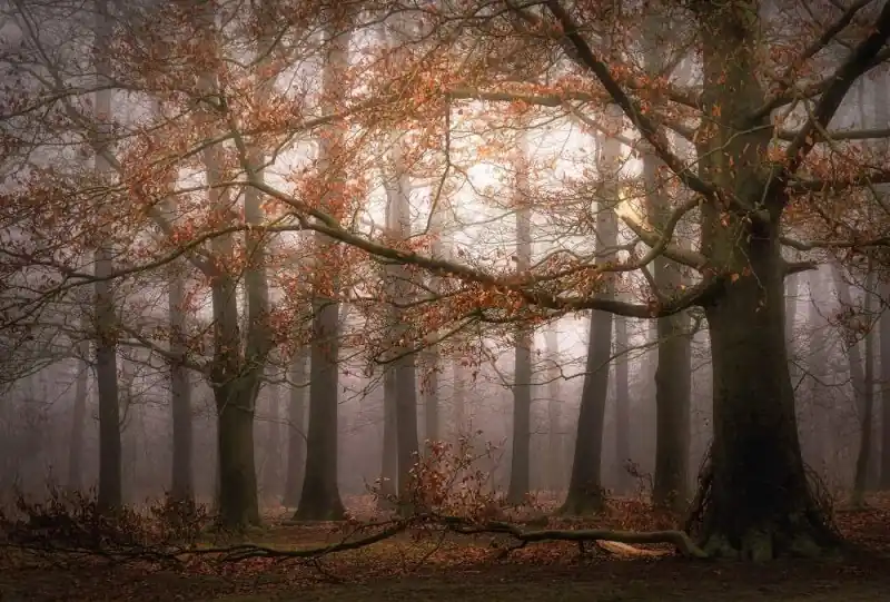 FotoTAPETA flizelinowa 5450-8 Misty Autumn Forest Taniej