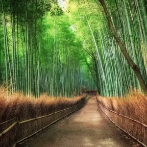 FotoTAPETA flizelinowa 5460-8 Bamboo Grove Kyoto Tylko dziś