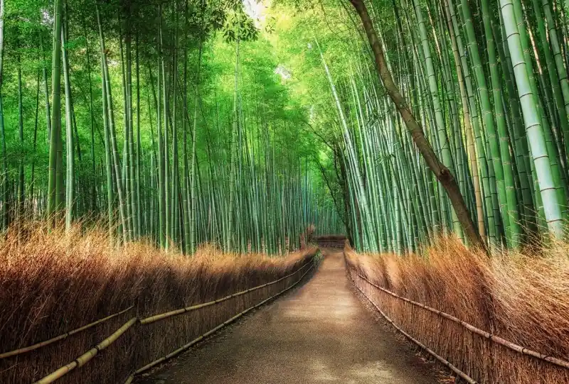 FotoTAPETA flizelinowa 5460-8 Bamboo Grove Kyoto Tylko dziś