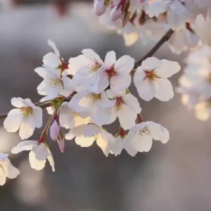 FotoTAPETA flizelinowa 5494-8 Cherry Blossom Branch Rabat