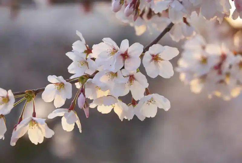 FotoTAPETA flizelinowa 5494-8 Cherry Blossom Branch Rabat
