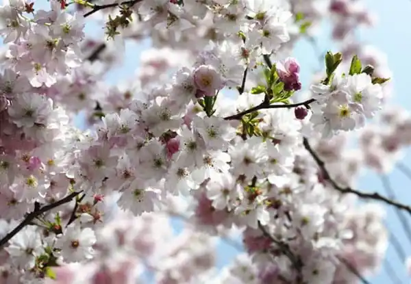 FotoTAPETA na flizelinie 8NW-507 Spring Oferta czasowa