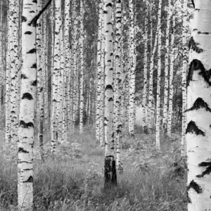 FotoTAPETA na flizelinie XXL4-023 Woods Bezpieczne zakupy