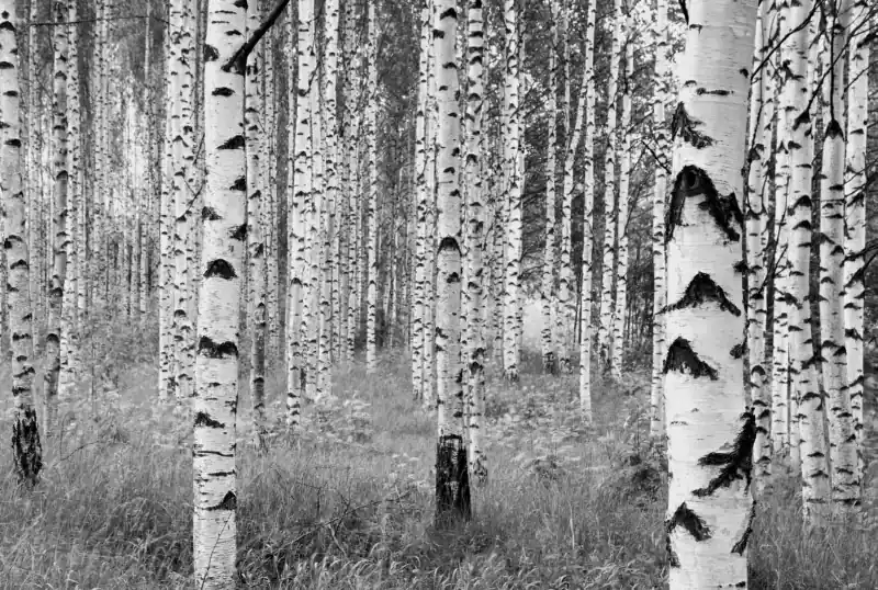FotoTAPETA na flizelinie XXL4-023 Woods Bezpieczne zakupy