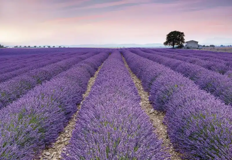 Zamów teraz FotoTAPETA na flizelinie XXL4-036 Provence