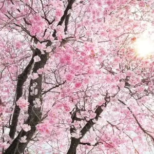 Wyprzedaż FotoTAPETA na flizelinie XXL4-046 Bloom