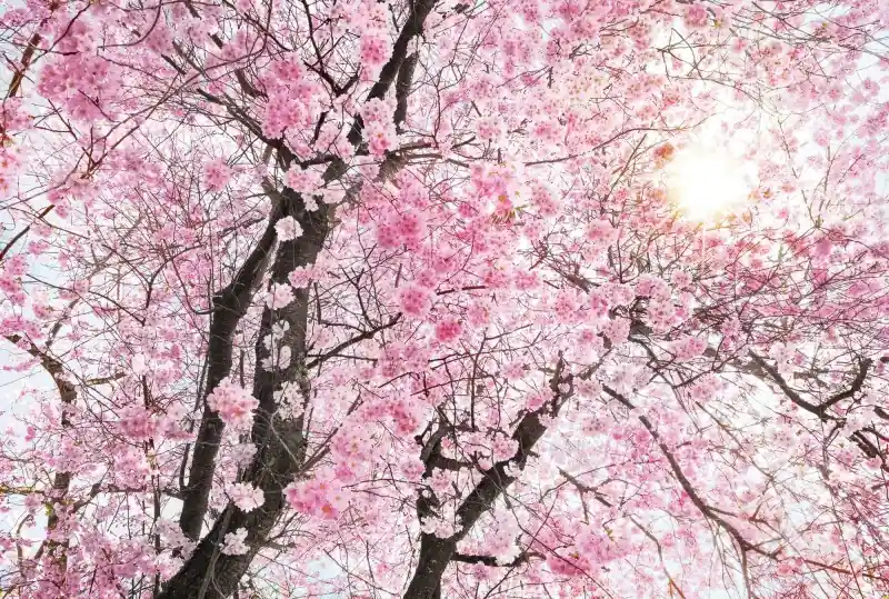 Wyprzedaż FotoTAPETA na flizelinie XXL4-046 Bloom