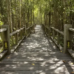 Zniżka FotoTAPETA na flizelinie MS-5-0059 MANGROVE FOREST