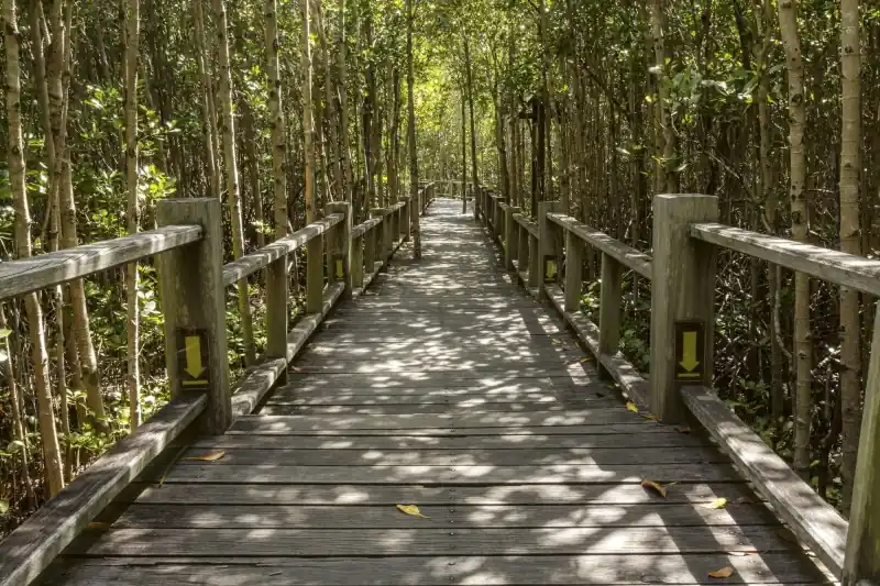 Zniżka FotoTAPETA na flizelinie MS-5-0059 MANGROVE FOREST