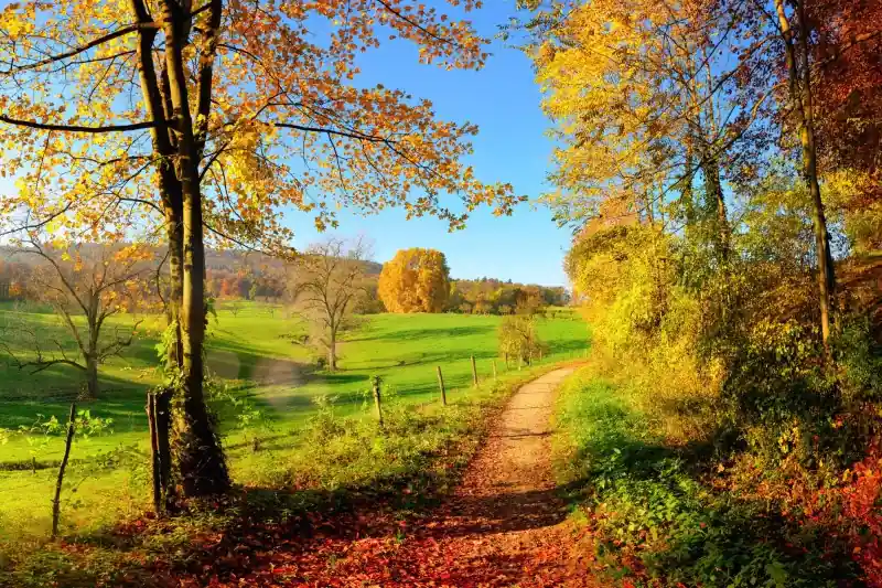 FotoTAPETA na flizelinie MS-5-0066 MEADOW Bezpieczna płatność