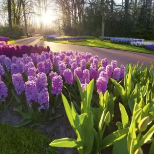 Ekspresowa dostawa FotoTAPETA na flizelinie MS-5-0068 HYACINTH FLOWERS