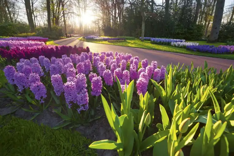 Ekspresowa dostawa FotoTAPETA na flizelinie MS-5-0068 HYACINTH FLOWERS