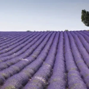 Zniżka FotoTAPETA na flizelinie MS-5-0088 LAVENDER FIELD